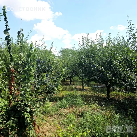 Парцел с овошки, снимка 14 - Парцели - 54730105