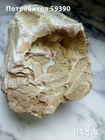 Фосили на мида, снимка 5 - Антикварни и старинни предмети - 30203793