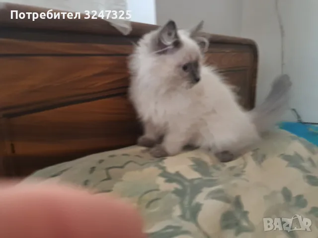 СИБИРКИ РИГДОЛ.., снимка 2 - Сибирски - 56259707