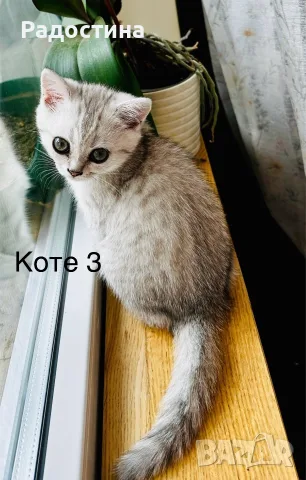 Британско късокосместо коте, снимка 8 - Британска късокосместа - 55506439