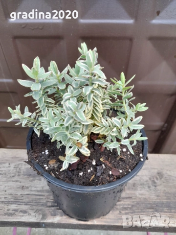 Хебе Триколор, снимка 4 - Разсади - 51618289