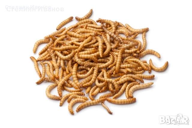 Брашнени червеи (Tenebrio molitor)