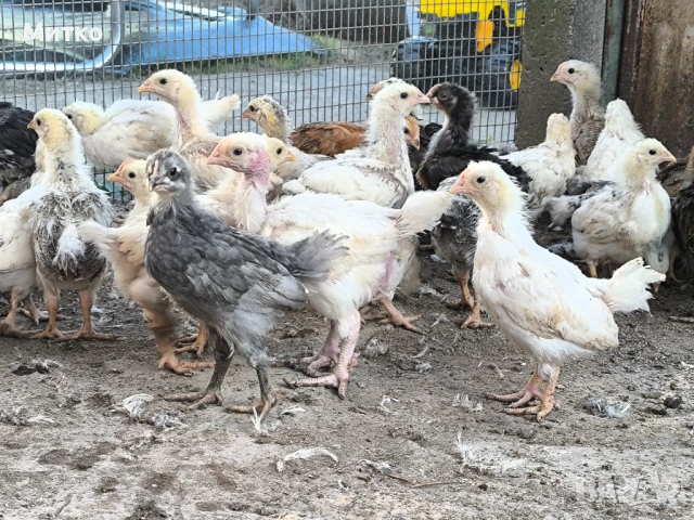 Едномесечни пилета , снимка 3 - Кокошки и пуйки - 54349556