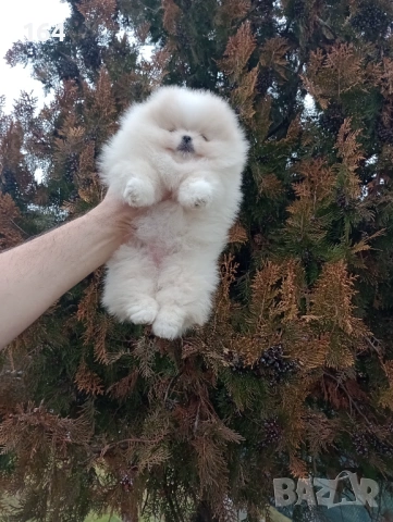 Померан. Реални снимки от 24.01.26 г. , снимка 5 - Померан - 53217156