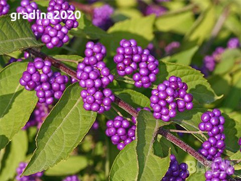 Каликарпа (Callicarpa, Beautyberry), снимка 1 - Градински цветя и растения - 30551512