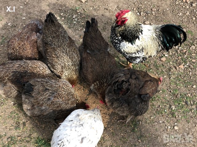 Катунски кокошки - Уникални, снимка 5 - Кокошки и пуйки - 42894938