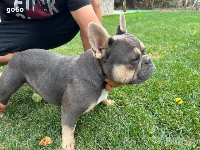 Мъжки френски булдог за разплод , снимка 8 - Френски булдог - 51306483