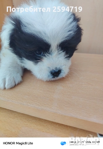 Продавам кученца Болонка, снимка 3 - Болонка - 54319823