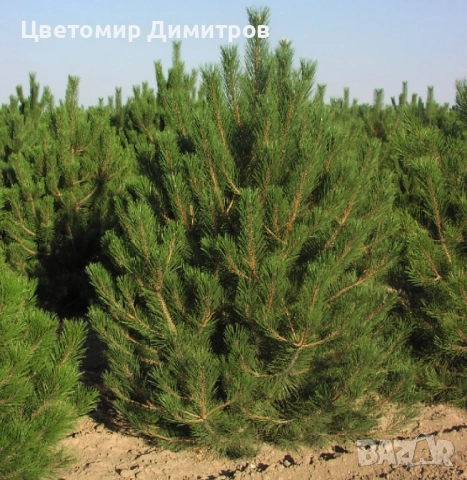 Бял бор, Черен бор, Елха(Ела, Обикновена ела, Бяла ела), снимка 2 - Разсади - 50160668