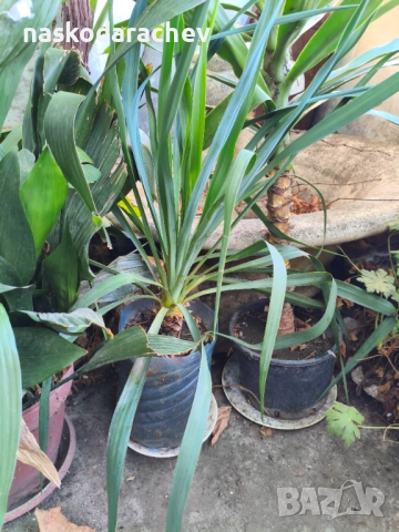 Юка - студоустойчиви големи растения в саксия , снимка 2 - Градински цветя и растения - 51692388