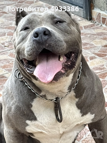 American Bully XL/Американско Були ХЛ, снимка 3 - Питбул - 56415334