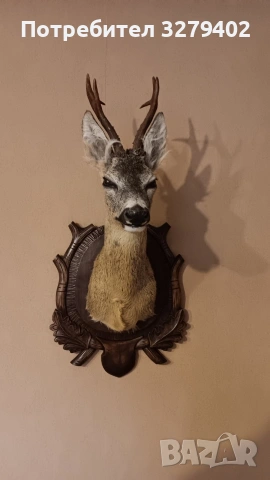 Препарирани Сръндаци 2 броя, снимка 6 - Други - 53132037