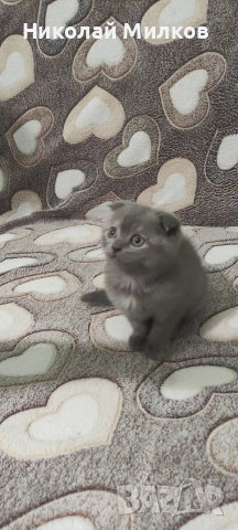 Британски котета , снимка 7 - Британска късокосместа - 54335462