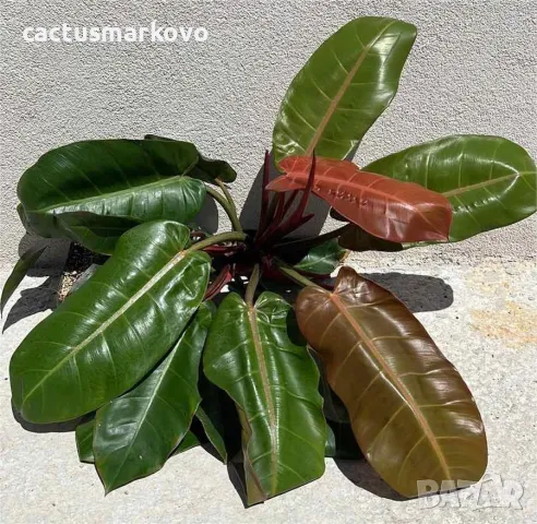 Philodendron 'Prince of Orange'