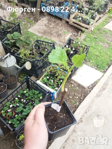 Смокиня  / Разсад Студоустойчиви - Налични 5 сорта, снимка 8 - Градински цветя и растения - 27289924