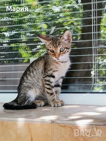Подарявам котенца