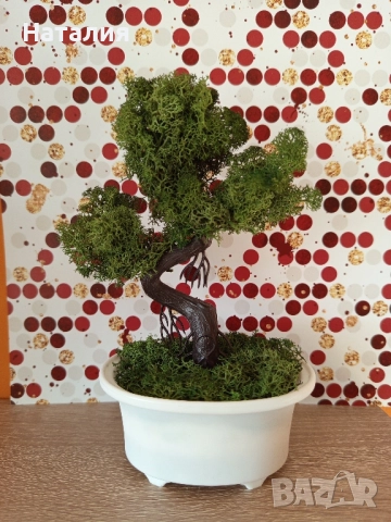 Бонсай Скандинавски мъх, снимка 2 - Декорация за дома - 51805251