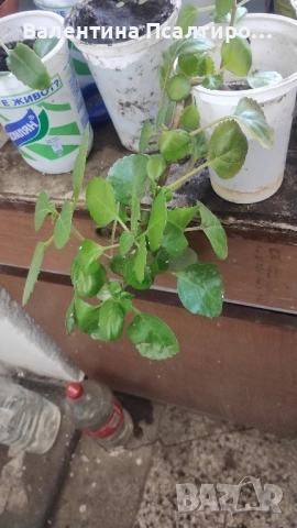 Плектрантус 