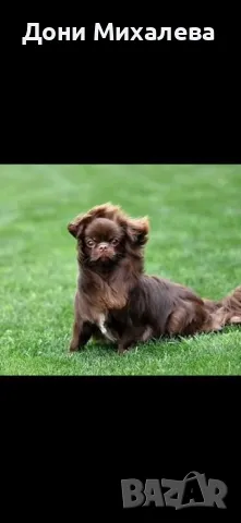 Японски хин , снимка 2 - Други - 50205477