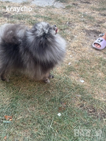 Померан мъжки, снимка 4 - Померан - 52874158