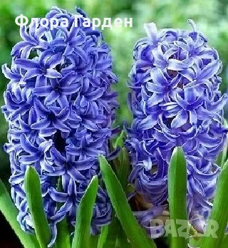 Луковици ЗЮМБЮЛ - Предварителни поръчки, снимка 3 - Градински цветя и растения - 51033126