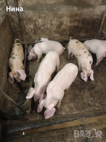 Продавам малки прасенца