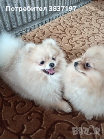 мъжки на 8 месеца , снимка 4 - Померан - 54030872