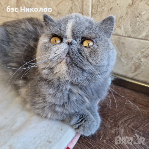 Женски екзотични персийски котки на 4,5 години 2,5 години и на 4 месеца., снимка 2 - Персийска - 51485263