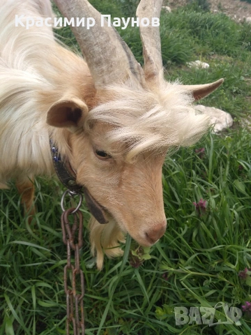 Млад пръч ,на една година ,за дъмъзлък ., снимка 5 - Кози - 54035020