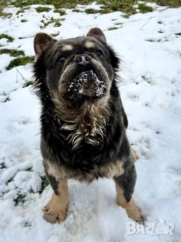 Мъжки френски булдог (Флъфи, Флуфи) за разплод, снимка 4 - Френски булдог - 49184248