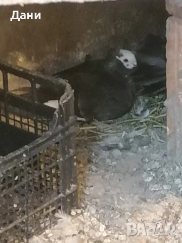 архангел женски 