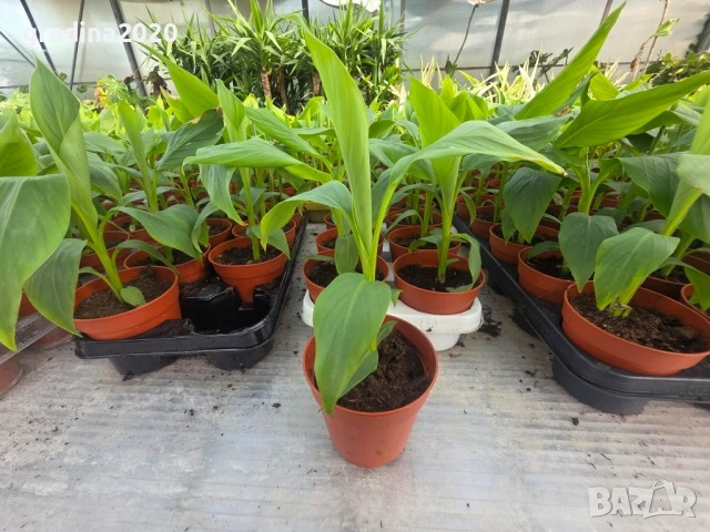 Банан - Мусо баджо / Musa Basjoo СТУДОУСТОЙЧИВ И ПЛОДОДАВАЩ - ЯДЛИВ, снимка 4 - Разсади - 51279587