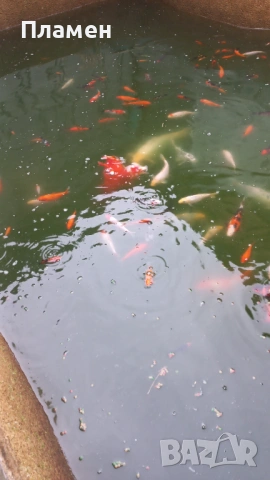 Японски шаран KOИ, снимка 4 - Рибки - 49475855