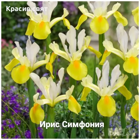 Луковици на 5 сорта високи ириси