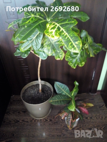 Планински кротон, височина 45-100см./цени в описанието , снимка 7 - Стайни растения - 44861352