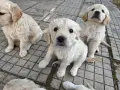 Кученца Голдън ретривър , снимка 3