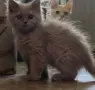 British Shorthair 61 дена, снимка 2