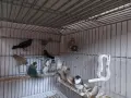 продавам амадини , снимка 2