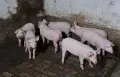 Продавам прасета , снимка 1