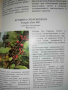 Лекарственные растения СССР: Культивируемые и дикорастущие растения, снимка 2