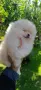 мъжки топ померан, снимка 4