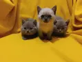 Котета от порода Руска синя котка !, снимка 15