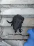 Подарявам Лабрадорче , снимка 2