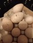 ПРОДАВАМ РАЗПЛОДНИ ОПЛОДЕНИ ПУЕШКИ ЯЙЦА, снимка 13