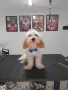 Малтипу Maltlpoo, снимка 1