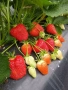 Продавам качествен разсад ягоди сорт  целогодишен мурано албион, снимка 5