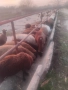 продавам овце и агнета, снимка 2
