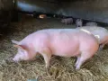 Продавам Прасета, снимка 1