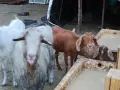 Продавам кози и ярета , снимка 12