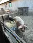 Продавам домашни прасета , снимка 4
